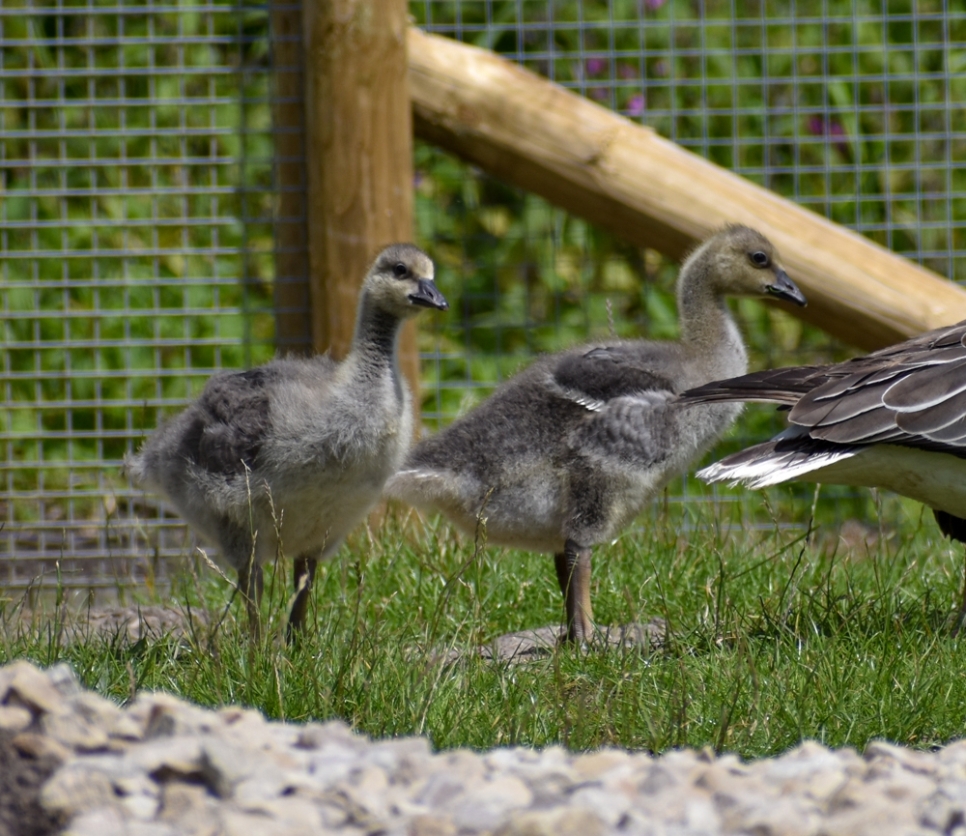 WWT Martin Mere welcomes pink-footed goslings for first time in 13 years